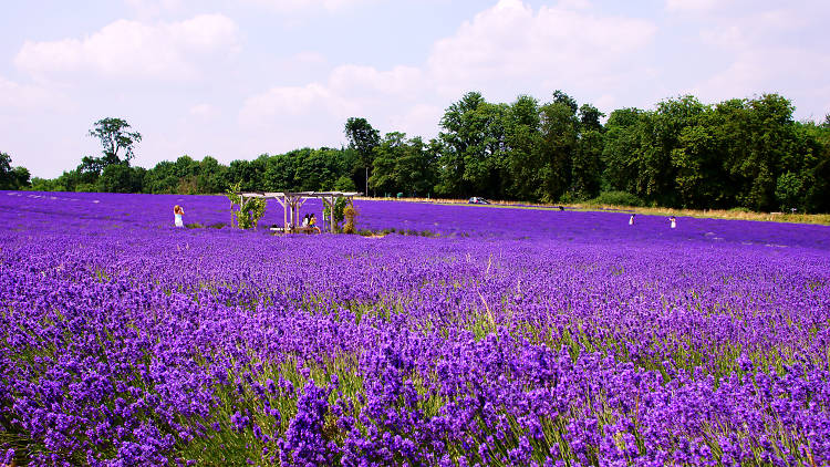 Mayfield Lavender Fields