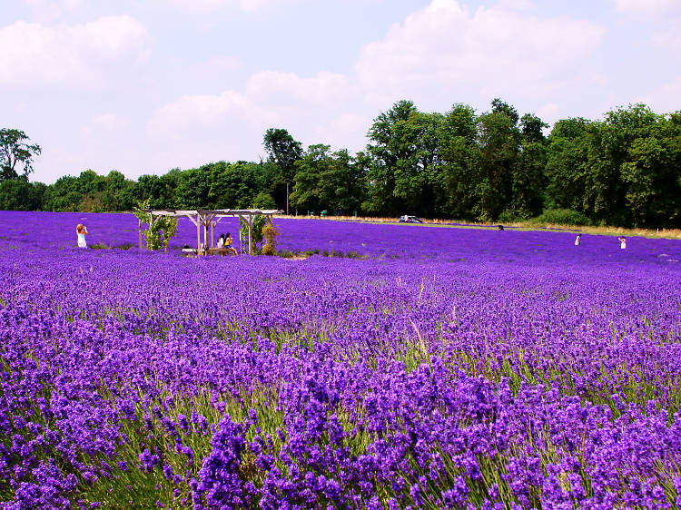 Mayfield Lavender Fields