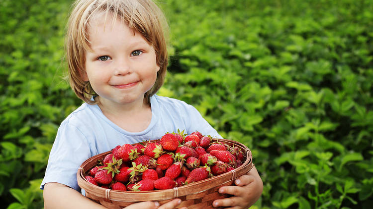 The best strawberry picking in NY