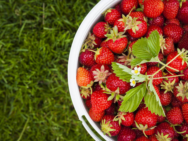 Strawberry picking in CT