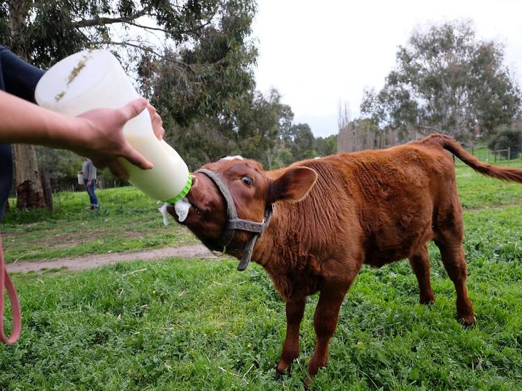 Have breakfast at Collingwood Children's Farm