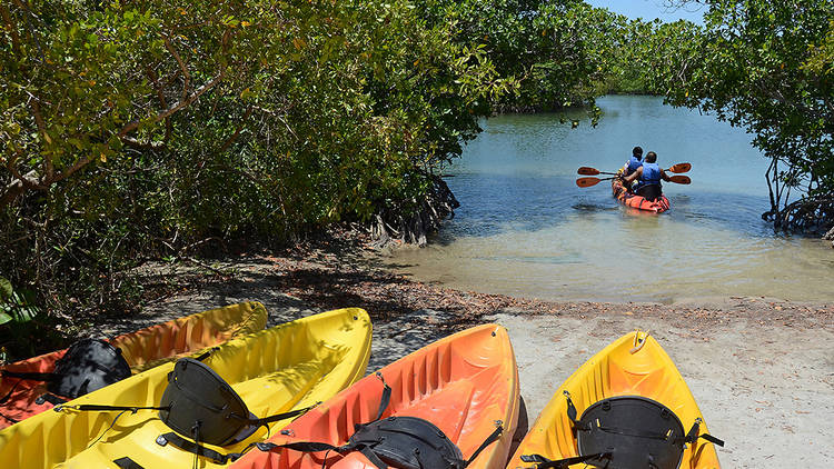 Paddle through the mangroves at Oleta River State Park