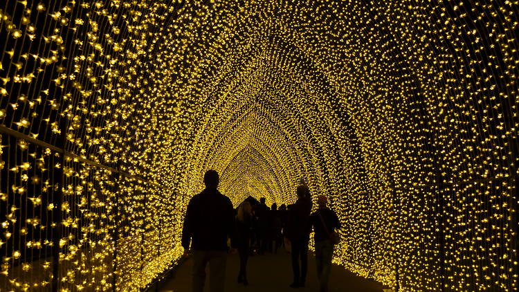 Cathedral of Light, Sydney Royal Botanic Gardens