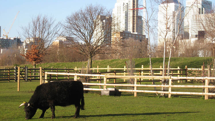 Mudchute Park and Farm