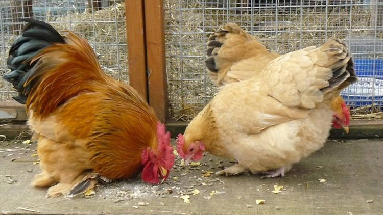 Stepney City Farm