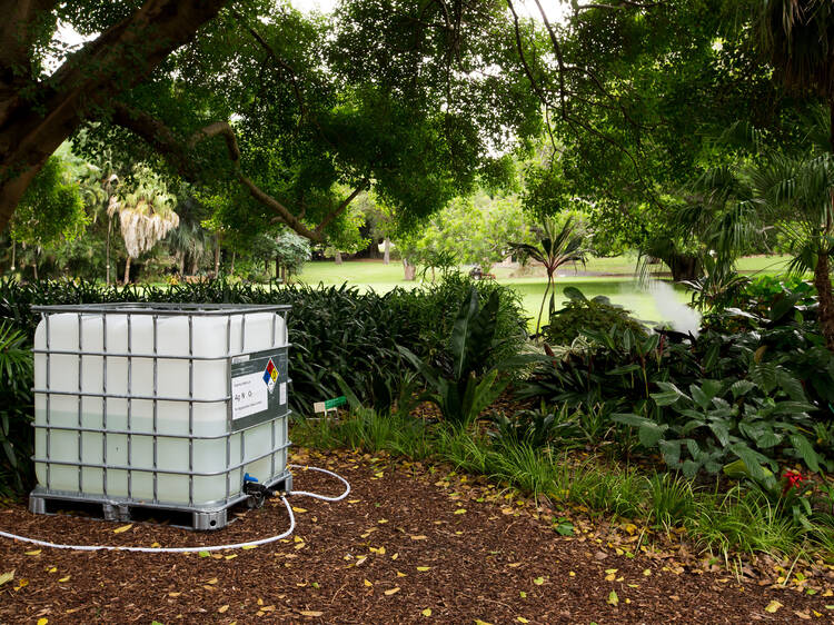 Royal Botanic Garden, Sydney