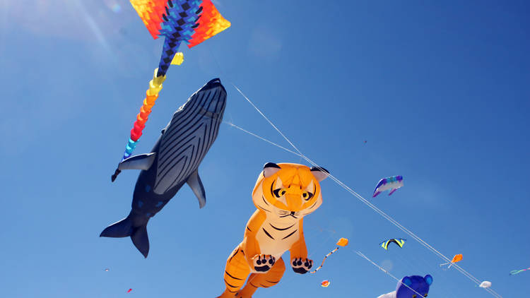 Animal shaped kites