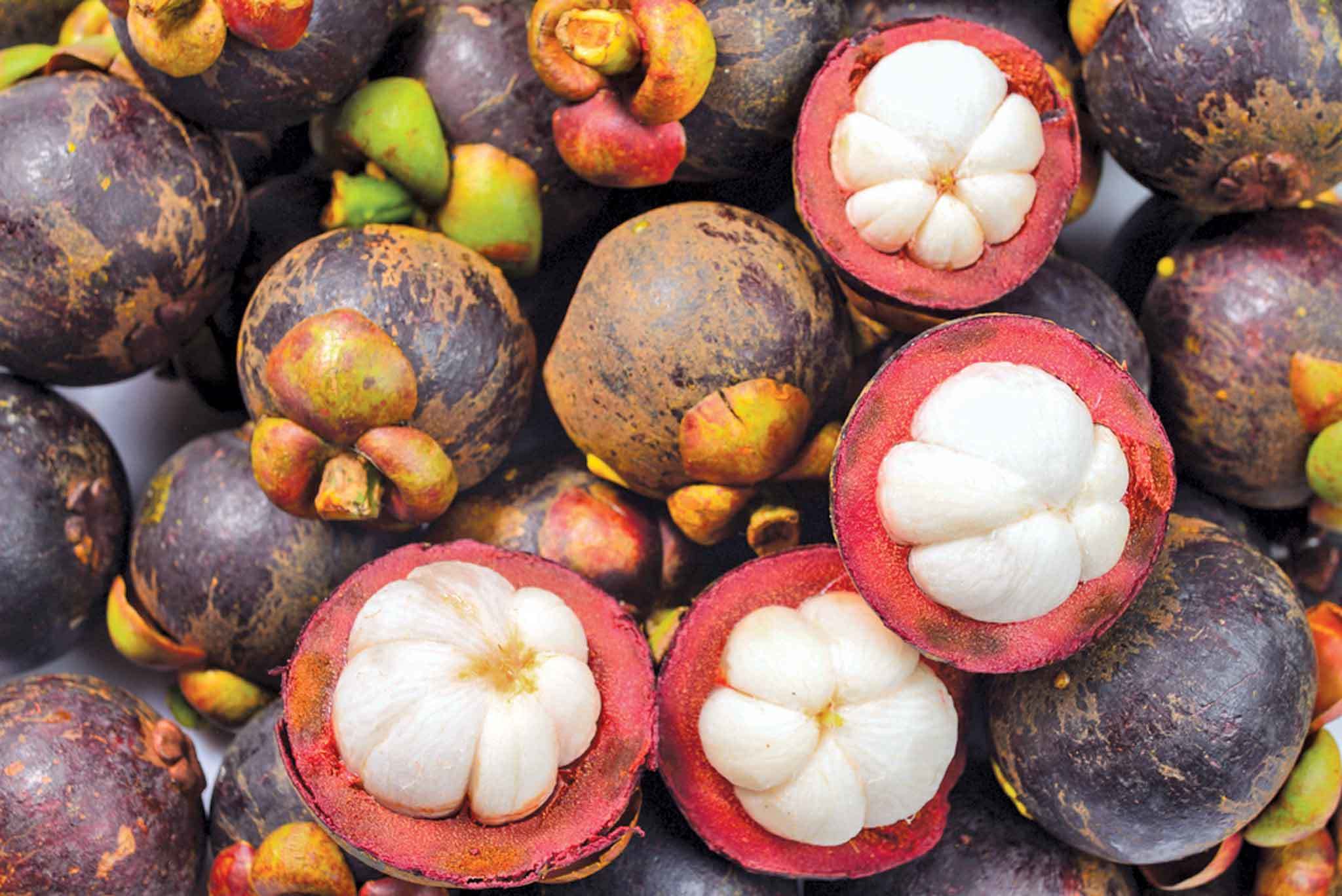 Фото фруктов и их названия. Мангостан мангустин. Тайские фрукты мангостин. Питайя мангустин. Мангустин на Бали.