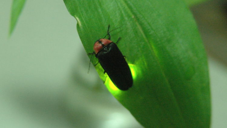 幻想的な光に包まれる。