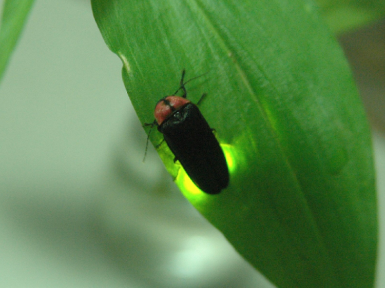 幻想的な光に包まれる。