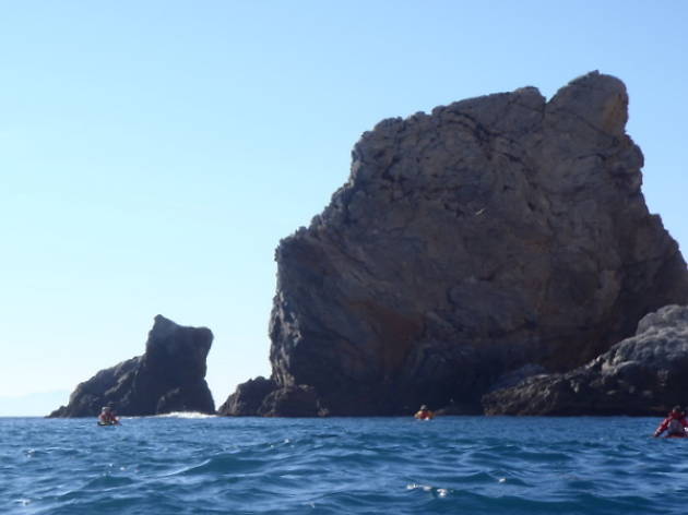 Gat del cap Norfeu Gat del cap Norfeu