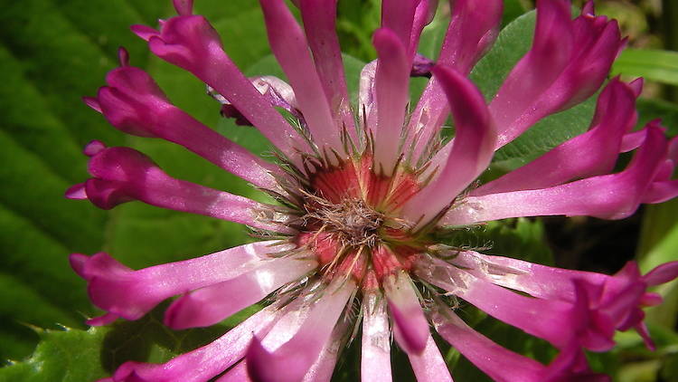 Clover on Hampstead Heath