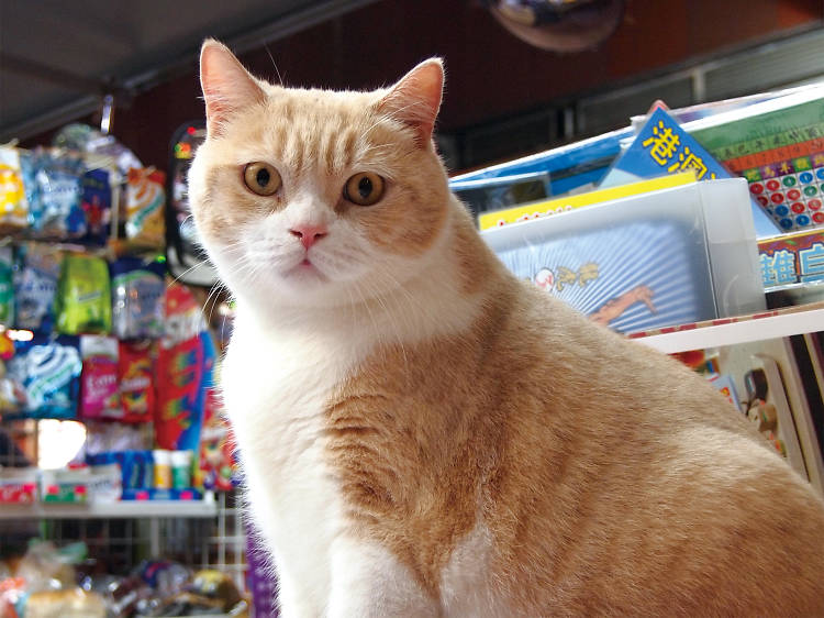 Hang out with celebrity shop cats