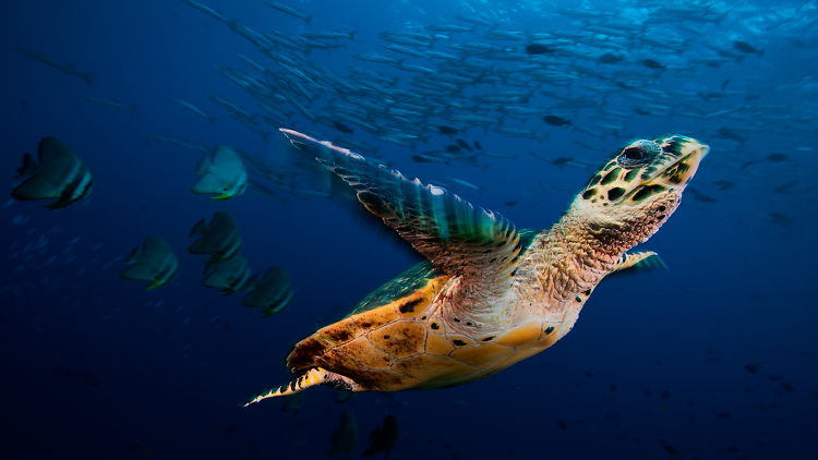 Turtle, Wildlife Photographer of the Year exhibition