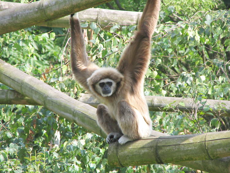 Gibbon-on-the-run