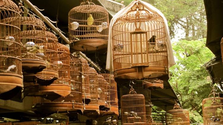 Yuen Po Street Bird Market