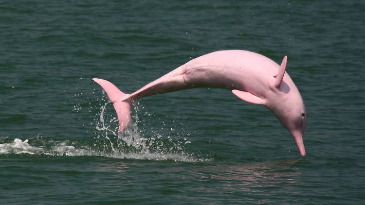 Pink dolphin