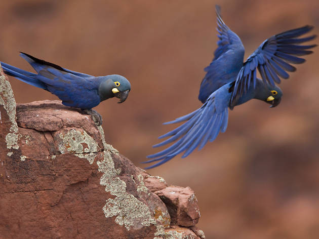 Fauna Brazil Fauna Brazil