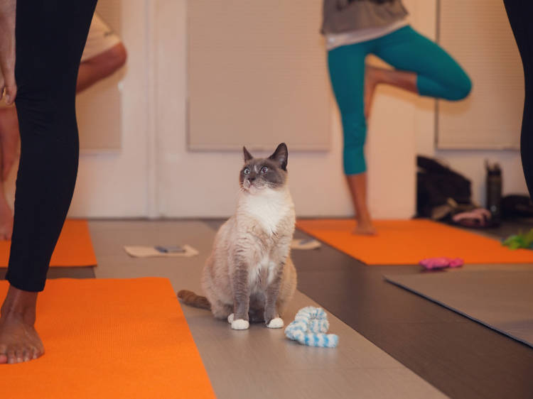 You can take a yoga class with adoptable cats—here's what it looks like