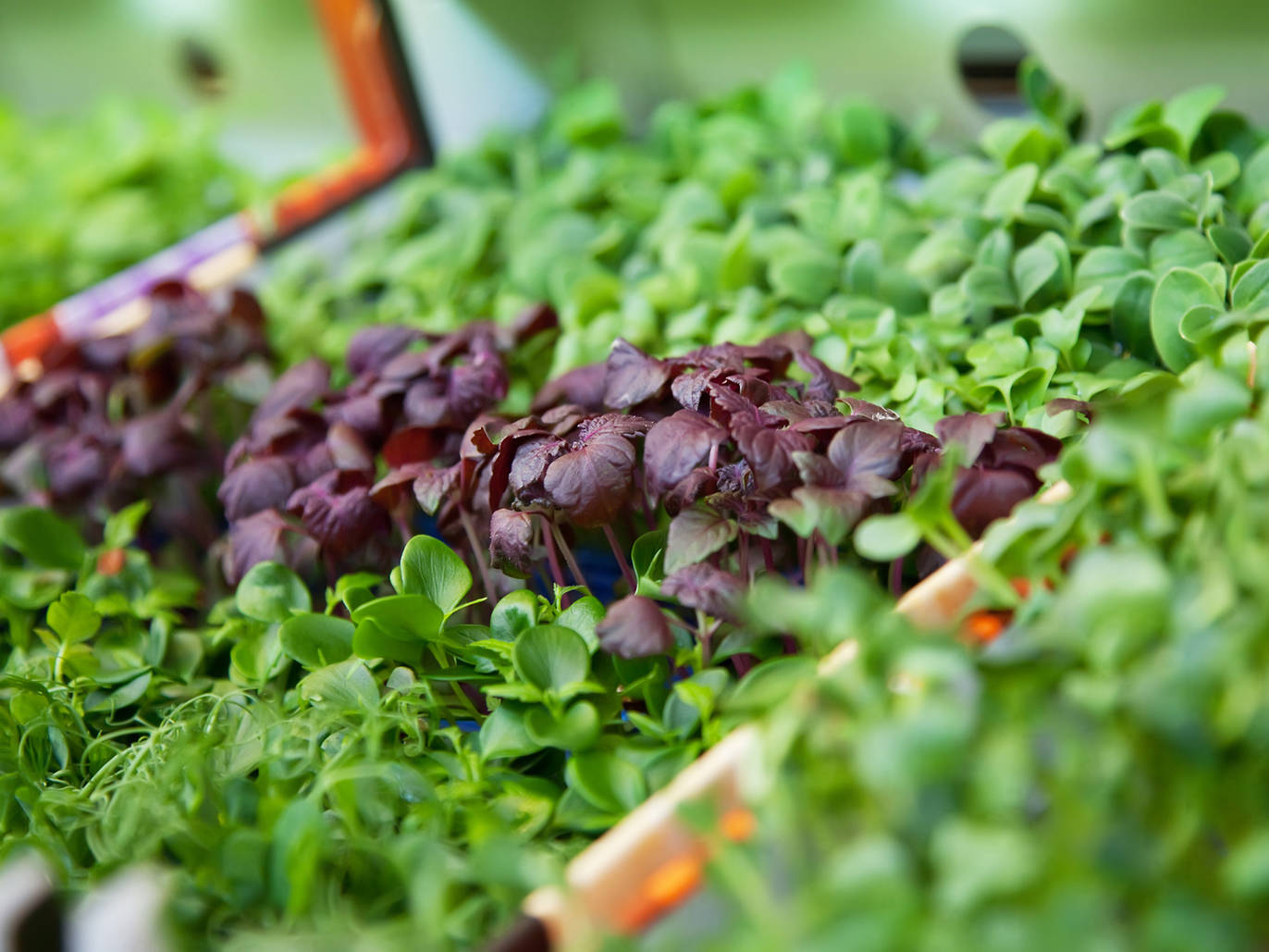 Best health food stores in NYC for vegan, raw and organic food