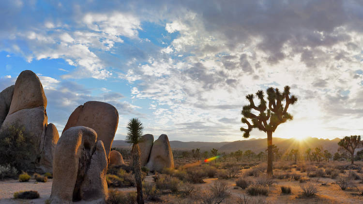 Explore Joshua Tree 