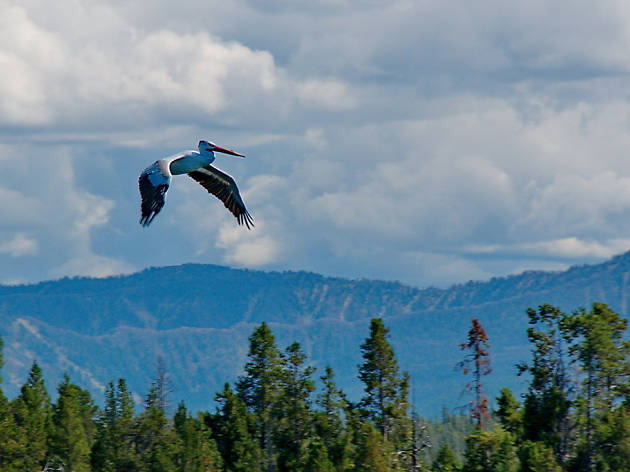Pelican Flying over Teton Range Pelican Flying over Teton Range