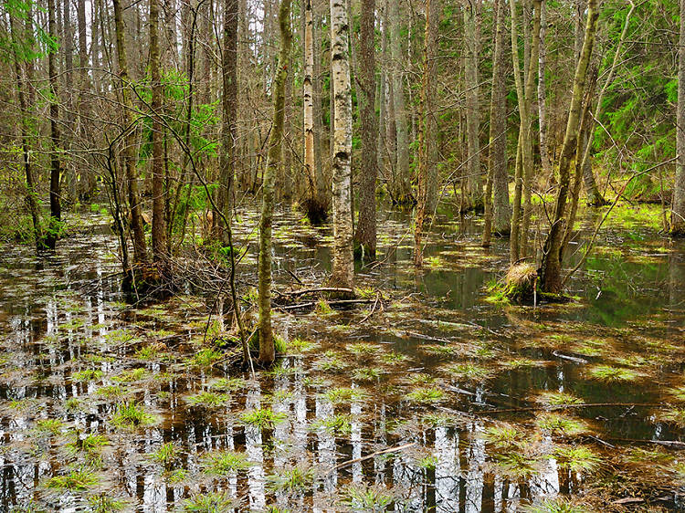 Weston Lake in Congaree National Park, SC