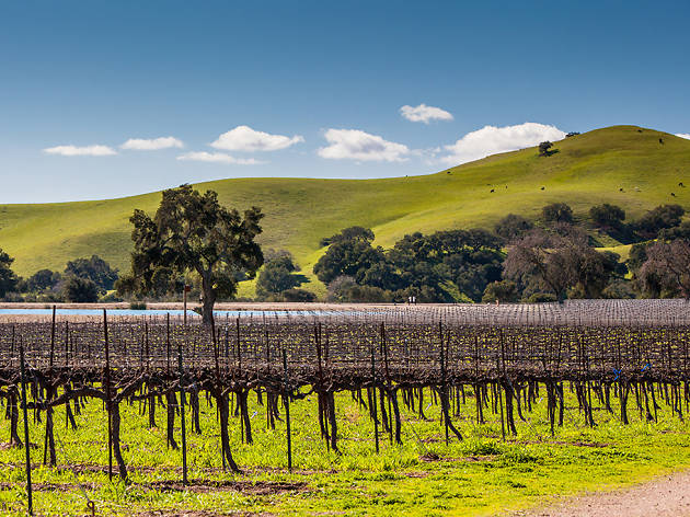 Firestone Vineyards, Los Olivos, California Firestone Vineyards, Los Olivos, California