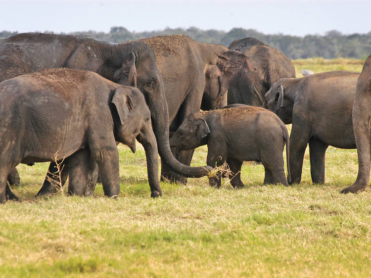 The ‘Gathering’ of gentle giants