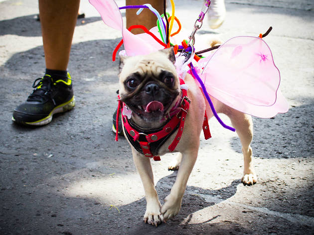 Marcha del Orgullo LGBTTTI en la CDMX Las mascotas apoyando en la Marcha del Orgullo LGBTTTI en la CDMX