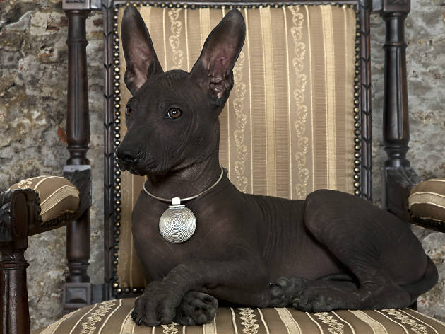 Xoloitzcuintles de Xochimilco Xoloitzcuintles de Xochimilco