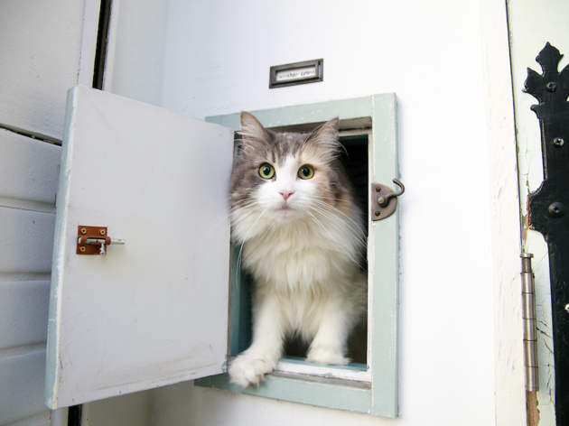 Public cat top Public cats of Tokyo | Time Out Tokyo