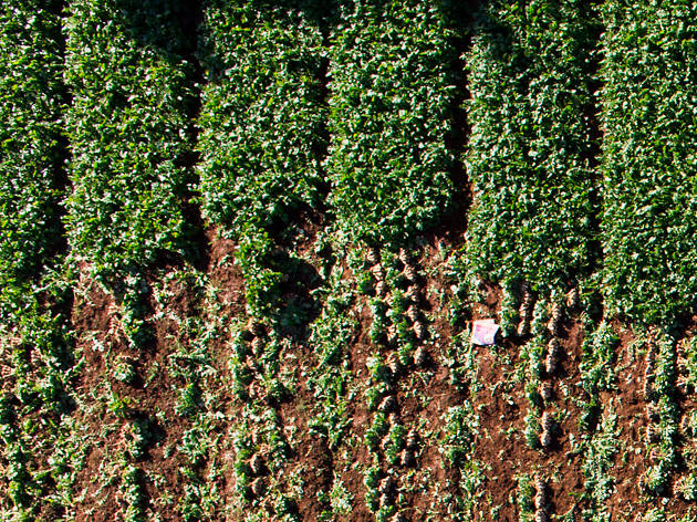 Radish Harvest, Seosan