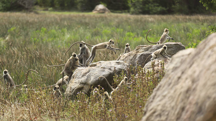  Kumana National Park