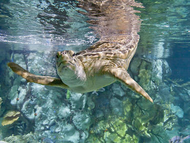 Watch fish swim by at Shedd Aquarium Watch fish swim by at Shedd Aquarium
