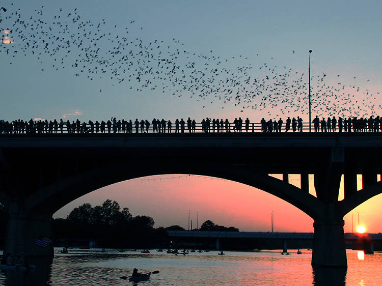 Congress Bridge bats 