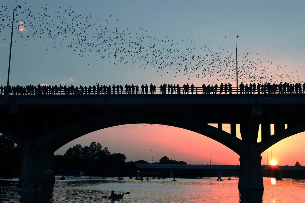 Flight of the bats across Congress Avenue Bridge