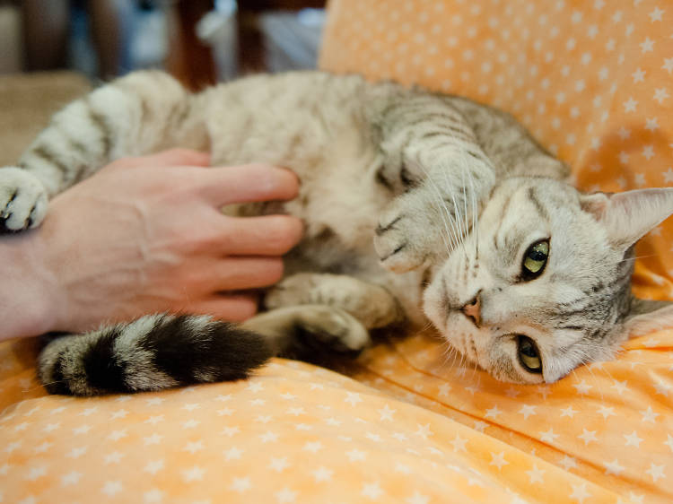 Visit a cat café...