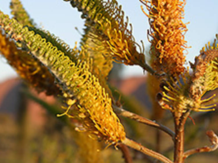 Spot native flora