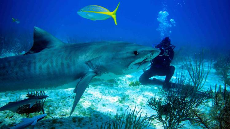 Shark Girl Shark Girl