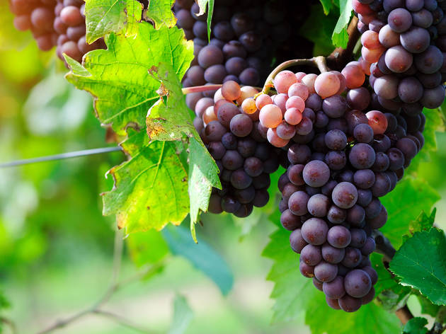 wine tasting nj