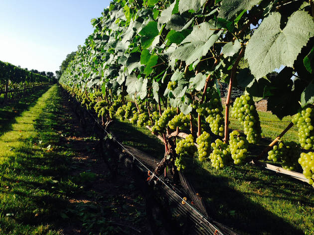 Beneduce Vineyards, Pitsttown wine tasting nj