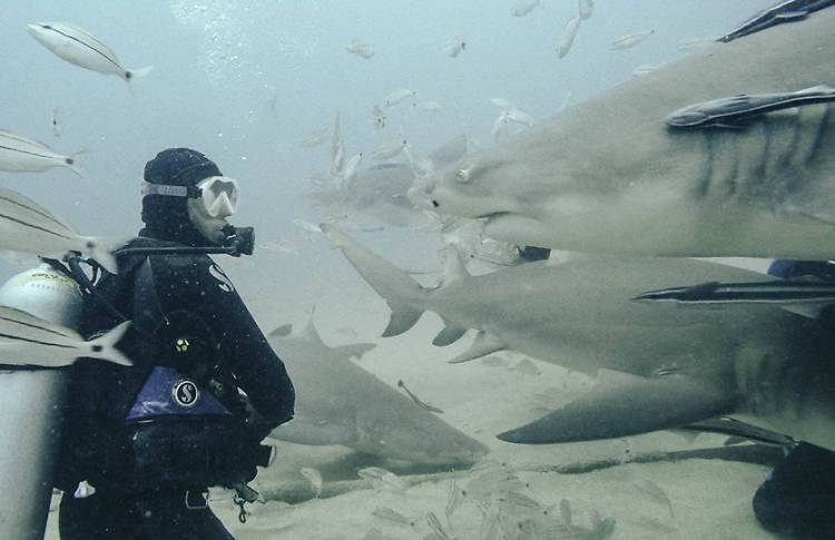 Yes, you can actually go shark diving in New York and here's how