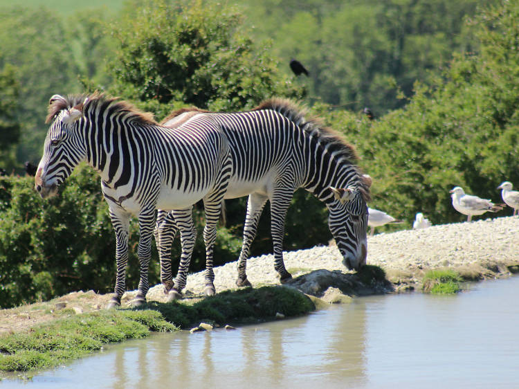 m) Port Lympne Reserve, near Ashford: Louise Wong