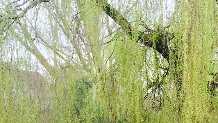 c) River Stour, Canterbury: Renate Marcus