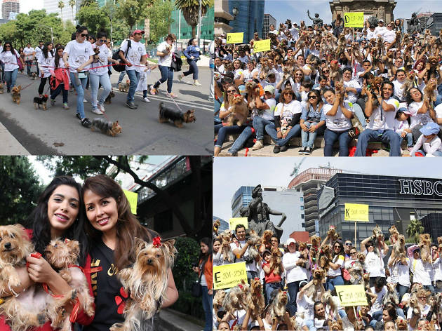 Yorkimania México Yorkimania México