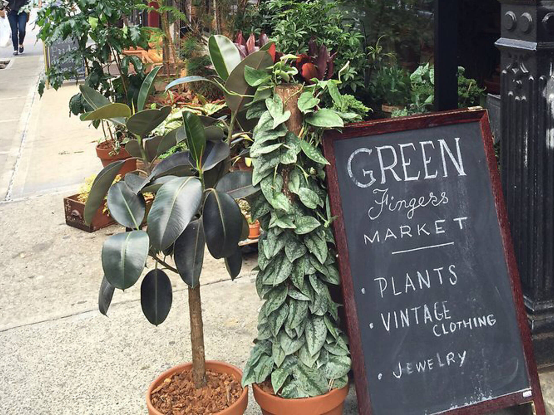 Best Plant Stores NYC Offers To Create An Indoor Jungle