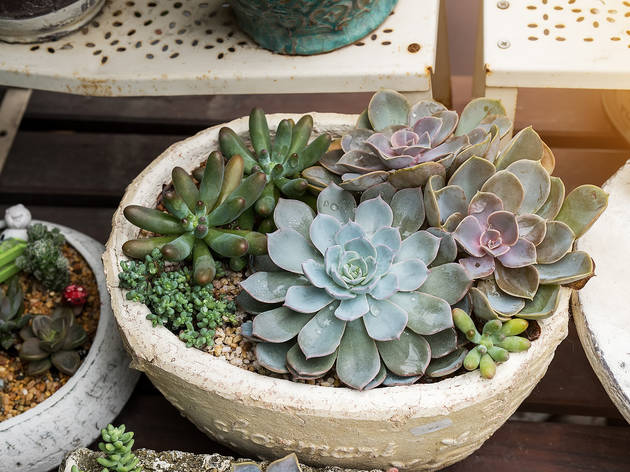 Noble Plants garden store