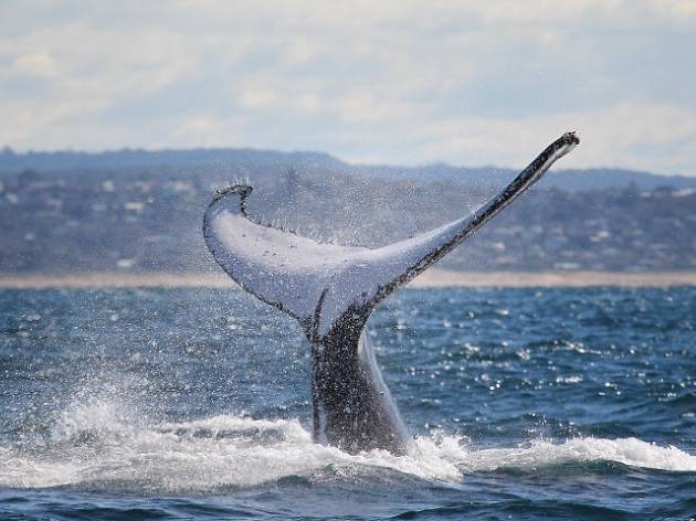Whale tail breaching the water