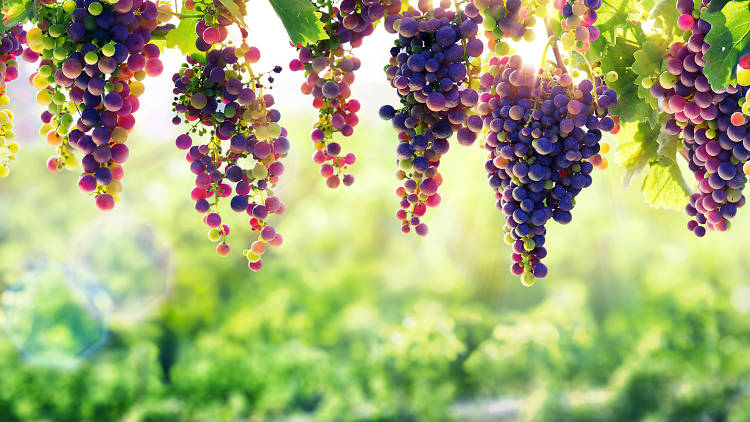 Hanging grapes in a vineyard